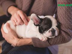 Checklist lỗi khiến thú cưng bị từ chối bay EVA Air phút chót